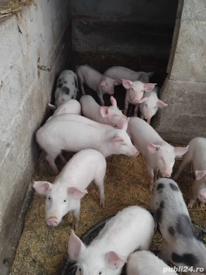 purcei de vanzare - imagine 4