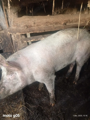 Porc de Crăciun 180kg  - imagine 2