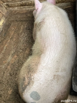 Vand porc  - imagine 3