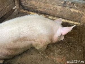 Vand porc  - imagine 2