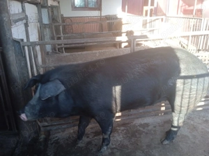 De vânzare porc  - imagine 3