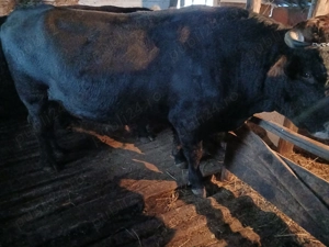 vand taur si 2 vitei