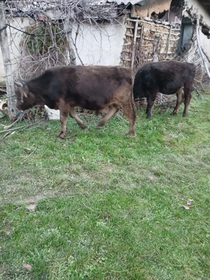 vand taur si 2 vitei - imagine 5