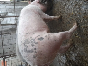 Porci grasi  - imagine 4