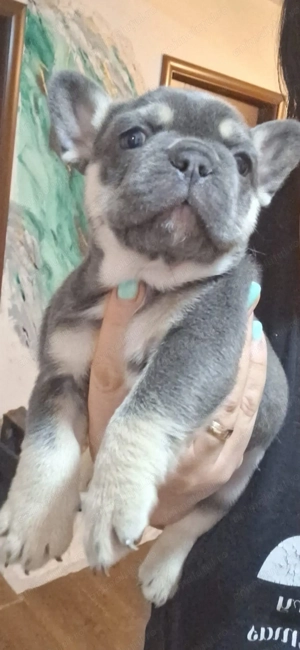 Canisa mea vinde mascul gri tan