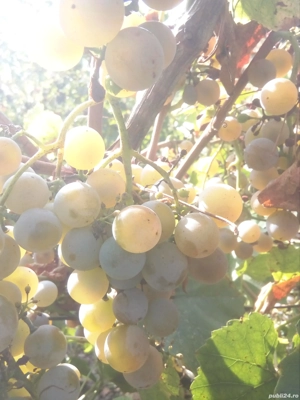 Vin rosu.  - imagine 3