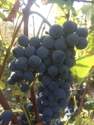 Vin rosu.  - imagine 4