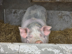 Vand doi porci un petran si un marele alb - imagine 2