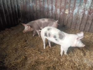 Vând porcii de carne 