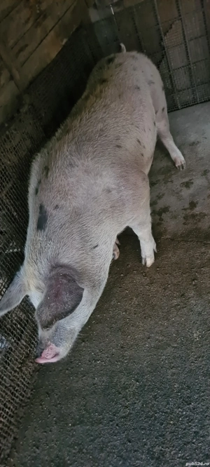 vând porc duroc 180 190 kg 14 lei kg în viu - imagine 2