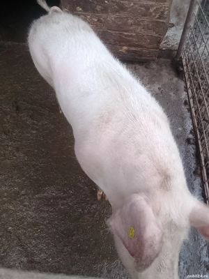 Vând una din două la alegere  - imagine 2