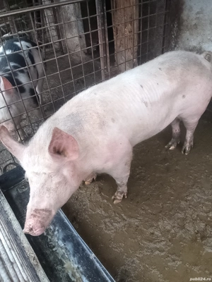 Vând una din două la alegere  - imagine 3