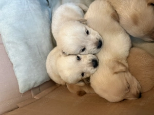 Pui shiba inu-cocker