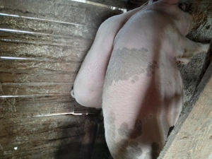 De vânzare porci de curte - imagine 2