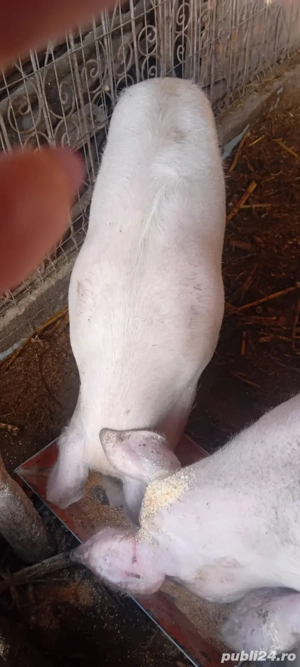 Vând porci  - imagine 3