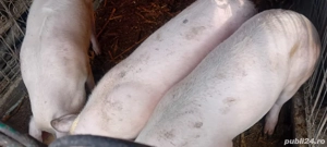 Vând porci  - imagine 4