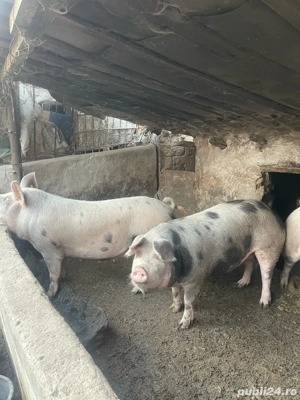 vand porci 15 lei kg  - imagine 4