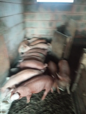 Grăsuni de vanzare Duroc - imagine 2