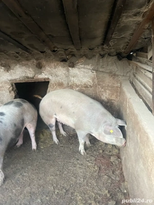 vand porci 15 lei kg  - imagine 2