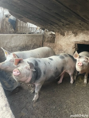 vand porci 15 lei kg  - imagine 5