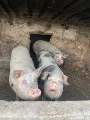 vand porci 15 lei kg  - imagine 3