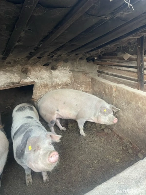 vand porci 15 lei kg 