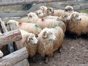 vand 12 mioare la prima fatare  - imagine 2