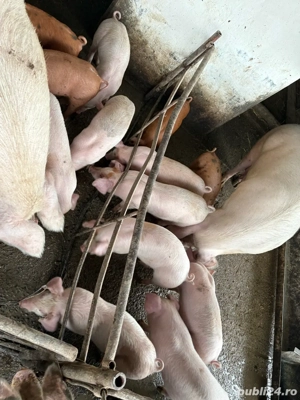 vand purcei  - imagine 4