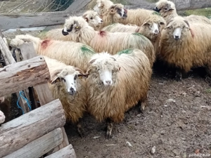 vand 12 mioare la prima fatare  - imagine 3