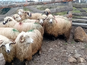 vand 12 mioare la prima fatare 