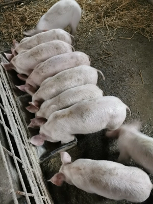 Purcei de 10 săptămâni de vânzare  - imagine 2