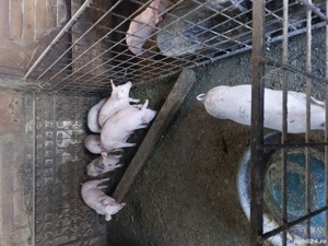 vimd  porci  180kg 15 roni - imagine 2