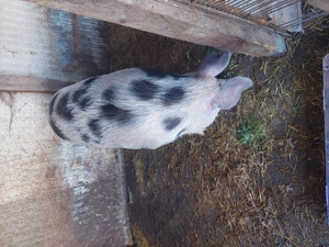 Porci Crescuți în gospodărie  !  - imagine 4