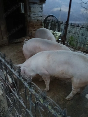 Vând porci 120-200 kg - imagine 2