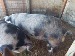 Porci Crescuți în gospodărie  !  - imagine 5