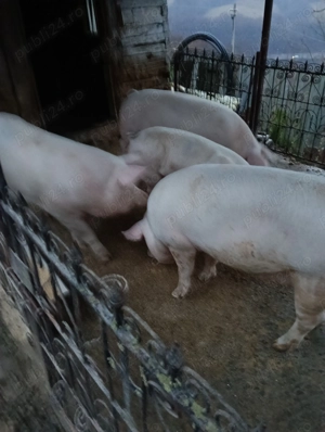 Vând porci 120-200 kg - imagine 3