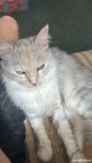 pet sitter constanta - imagine 2