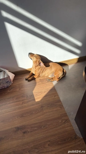 pet sitter constanta - imagine 3