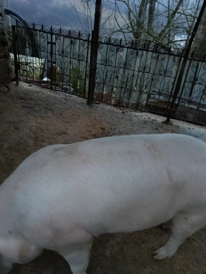Vând porci 120-200 kg - imagine 4