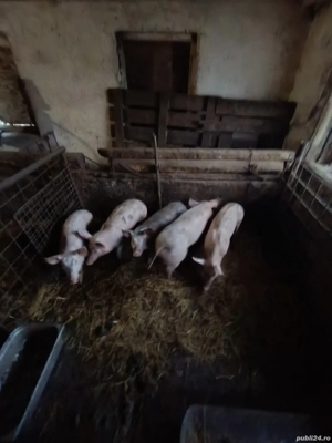 burlinci 40 kg - imagine 2