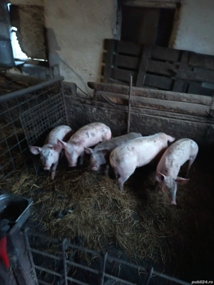 burlinci 40 kg - imagine 4