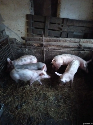 burlinci 40 kg - imagine 3