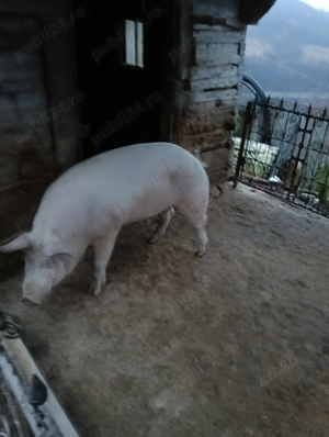 Vând porci 120-200 kg - imagine 5