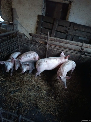 burlinci 40 kg - imagine 5