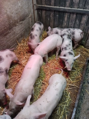 Purcei de vanzare  - imagine 2