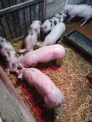 Purcei de vanzare  - imagine 3