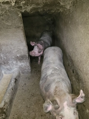 Porci de vanzare 