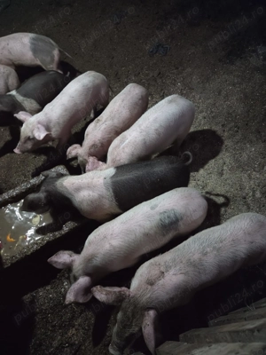 Vand porci marele alb cu bazna