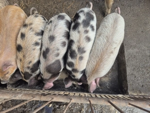 Purcei de vanzare - imagine 2