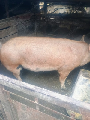 Vând porc aproximativ 200 kilograme 